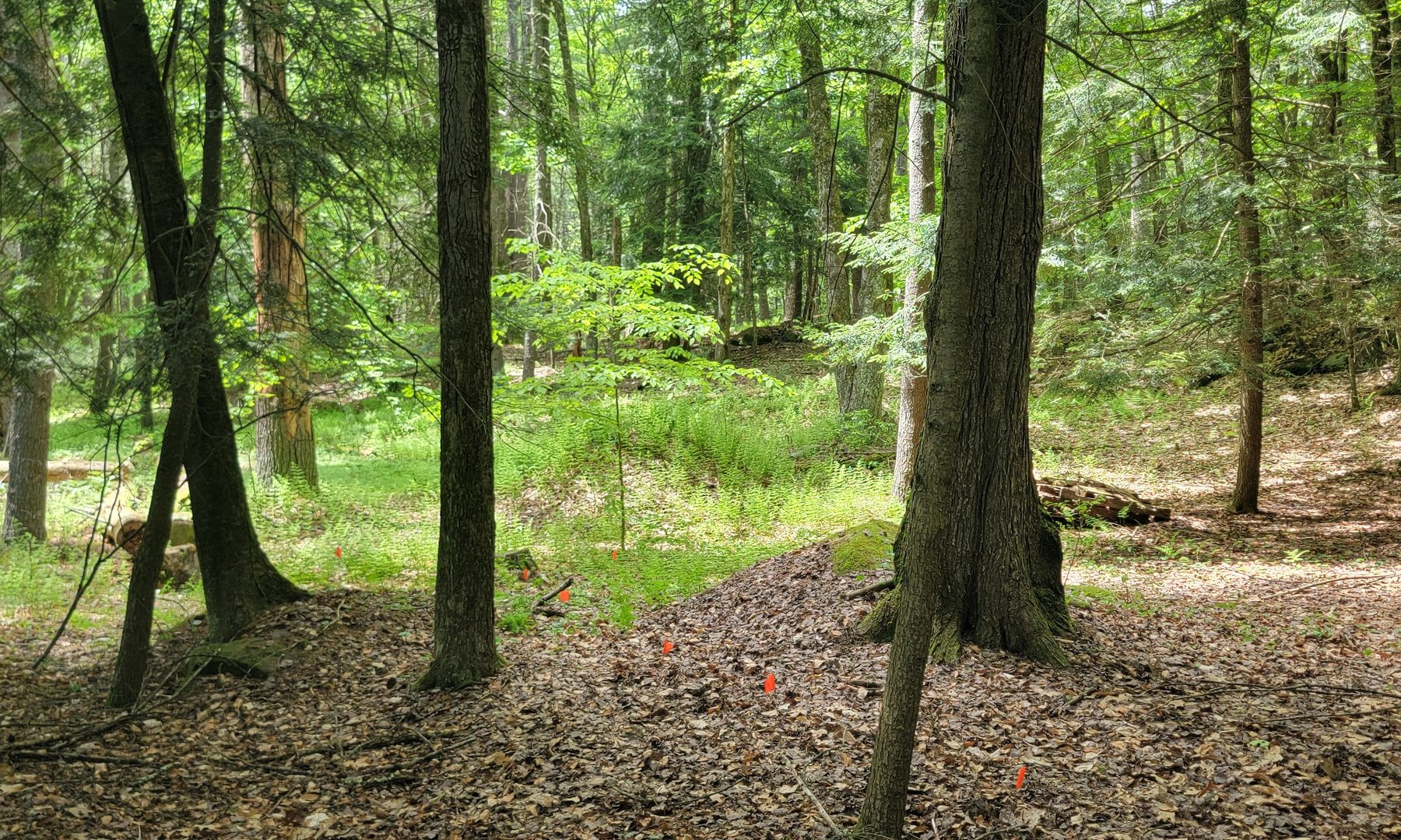 Site — wooded clearing with ferns and pines