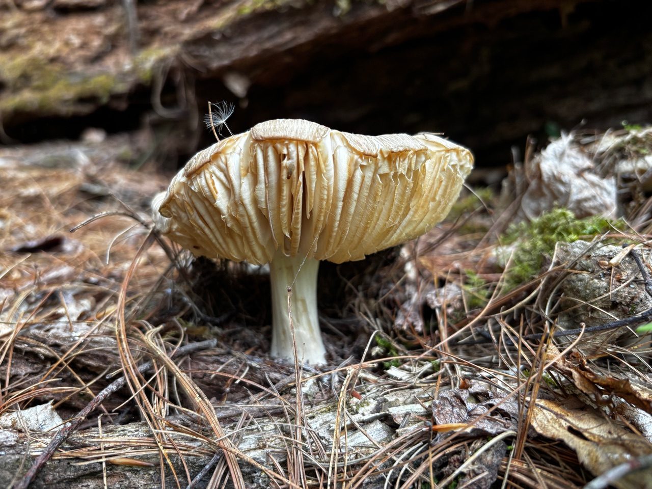 Mushroom on the forest floor
